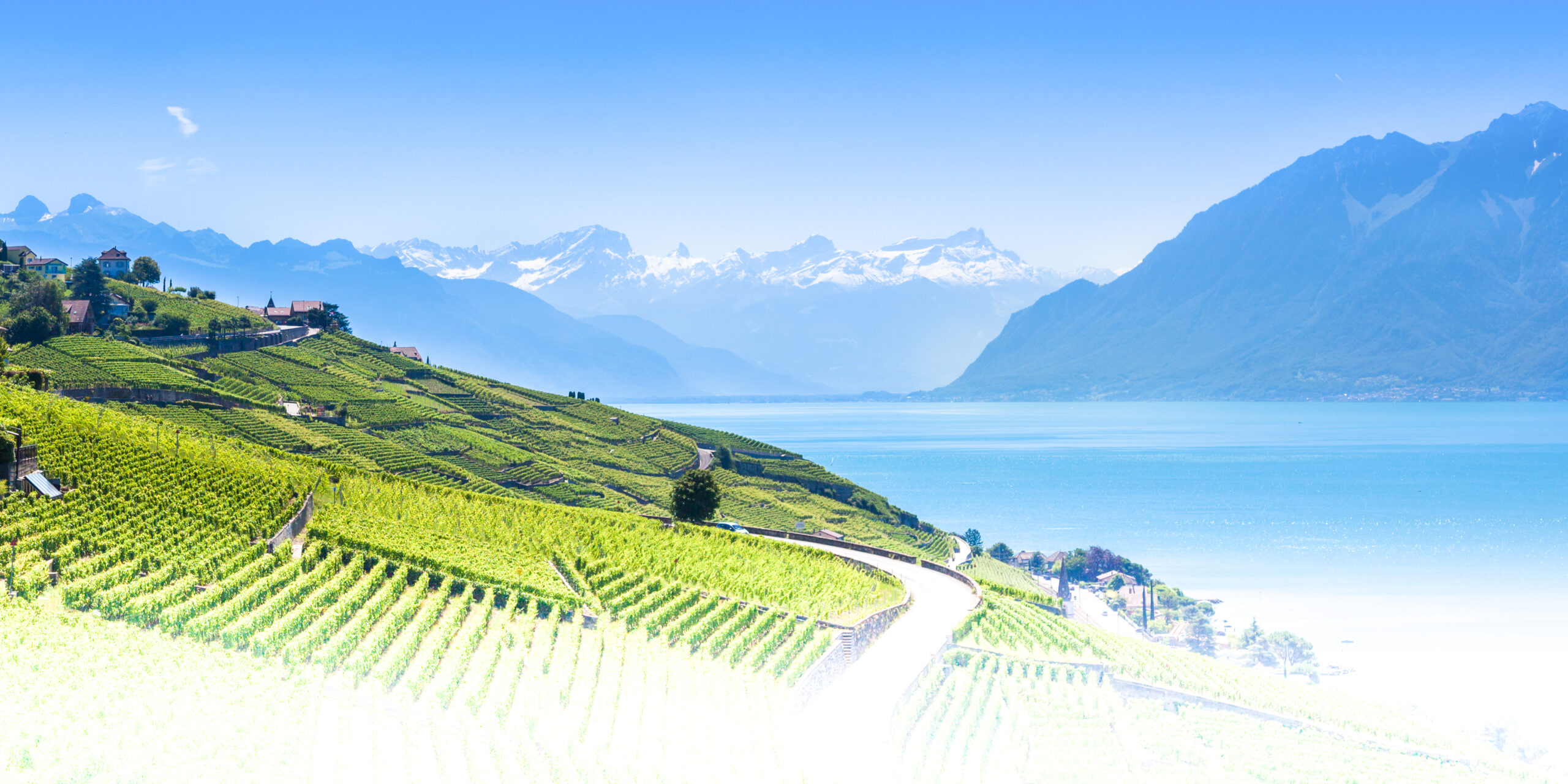 Vineyards in Lavaux region - Terrasses de Lavaux terraces, Switzerland